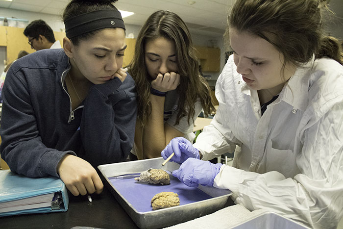 Seniors Claire Burton, Alexandra Mecklenburg and Taylor Rosko dissect a sheep brain during anatomy class. 