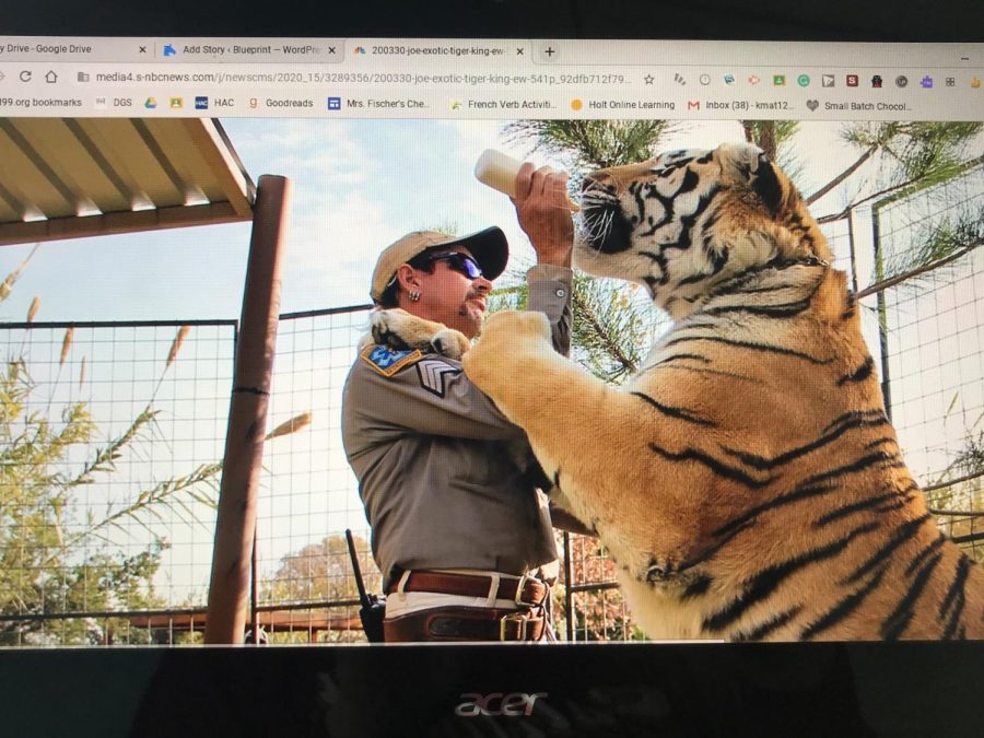 The star of the show, Joe Exotic, seen handling one of his many tigers. 