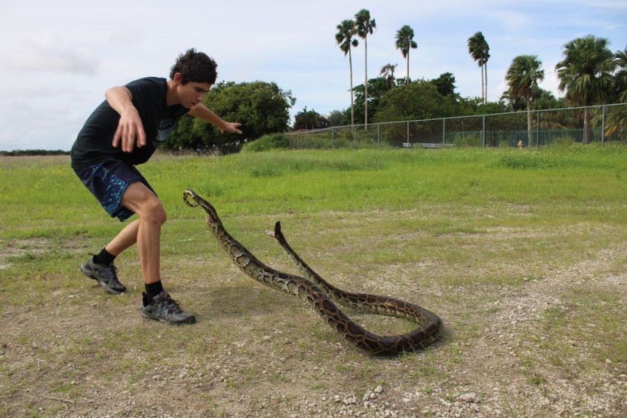 Junior Danny DiNaso has some unusual pets, including an alligator, pythons and several snakes.