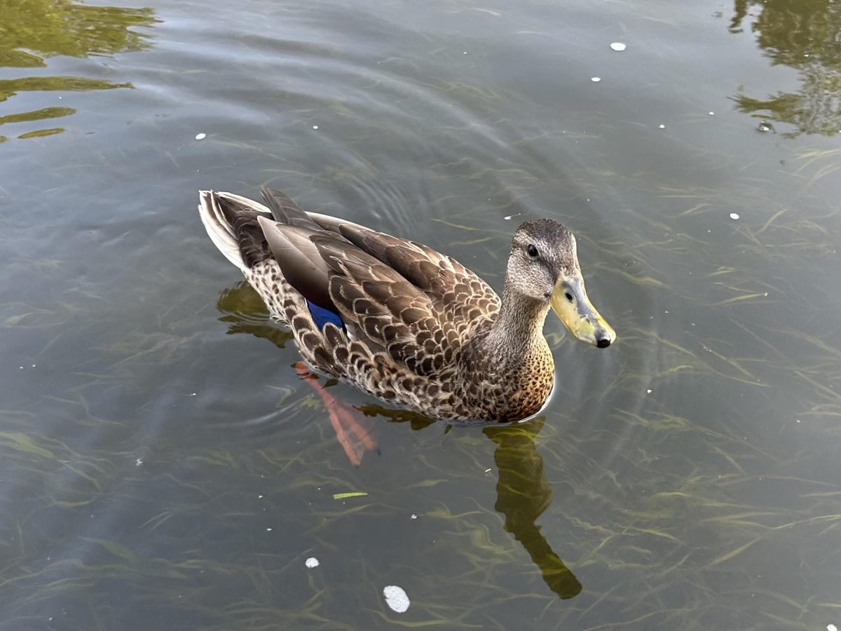 A duck found along the naperville riverwalk, following the photographer