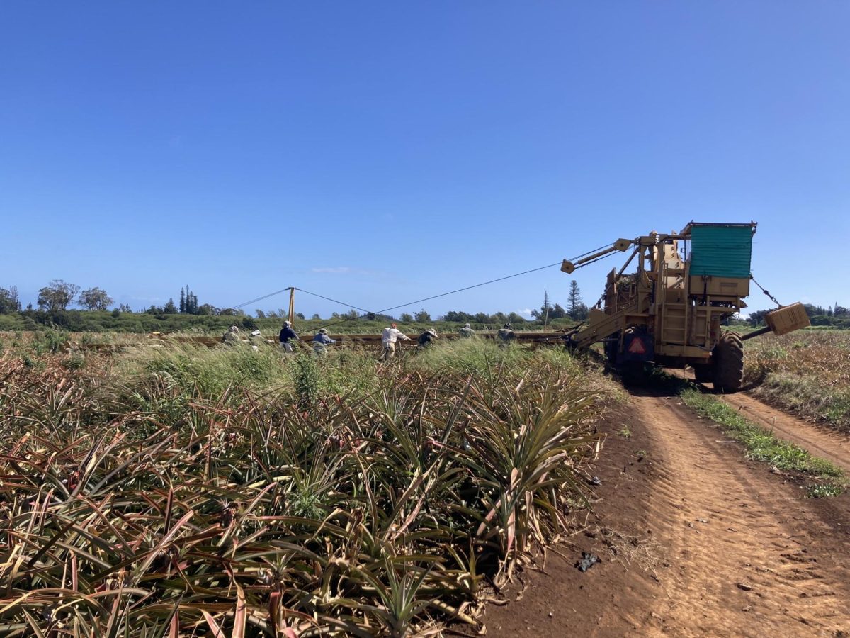 Fully grown pineapples are harvested then placed onto a large vehicle with a conveyor belt to a storage spot in the veichle.