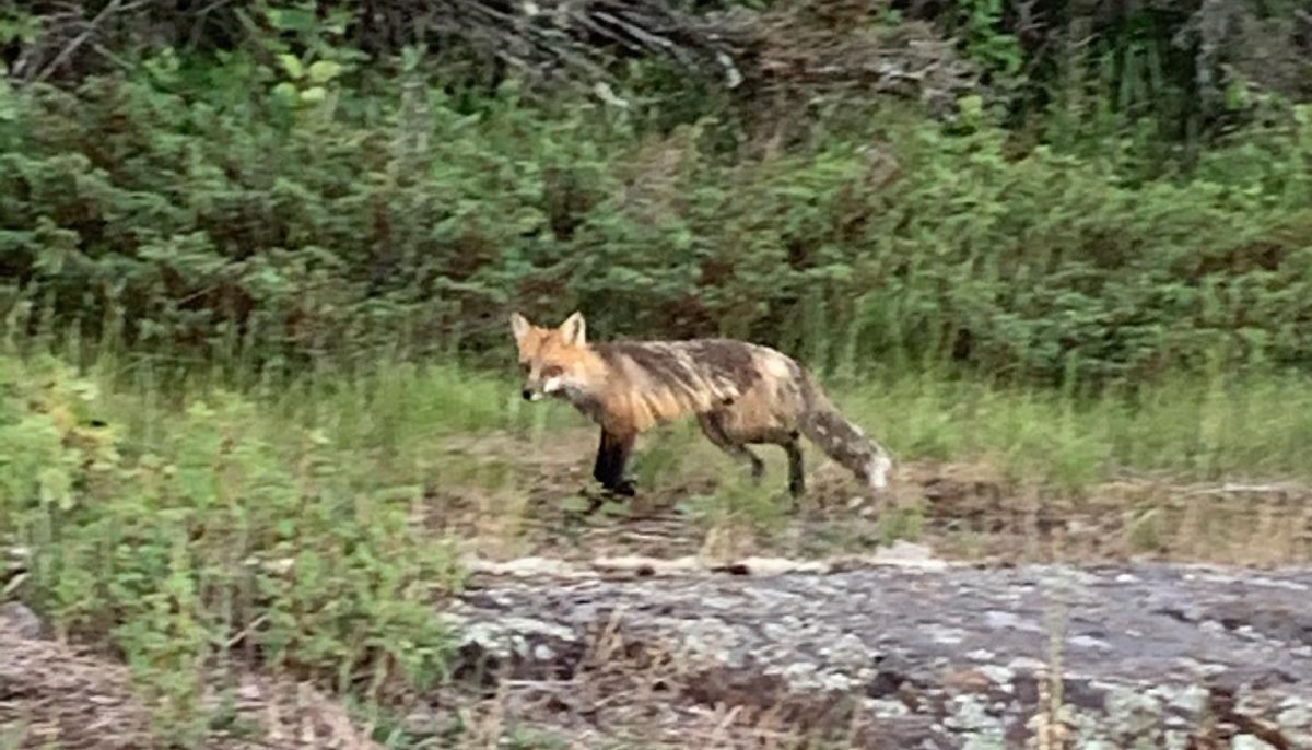 A friendly fox that ran into a group on trail, just trying to find a bite to eat at their campsite.