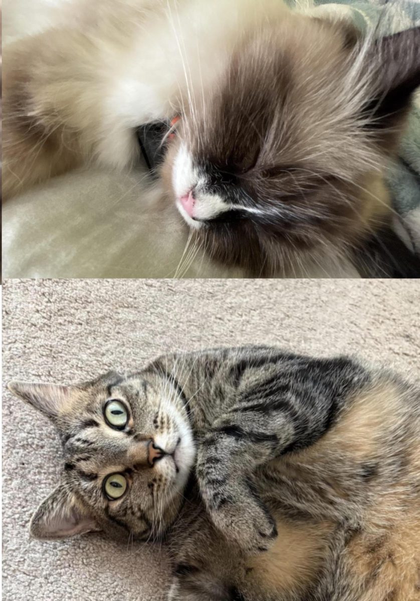 What cat picture are you?